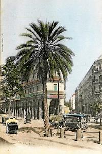 Alger-RueLiberte-Palmier