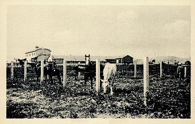 Maison-Carree-InstitutAgricole-AnnexeBerteaux-Juments