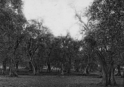 Kabylie-Oliviers