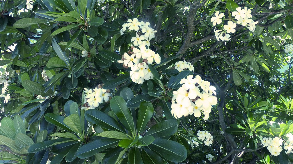 48 - Fleur de frangipanier.JPG