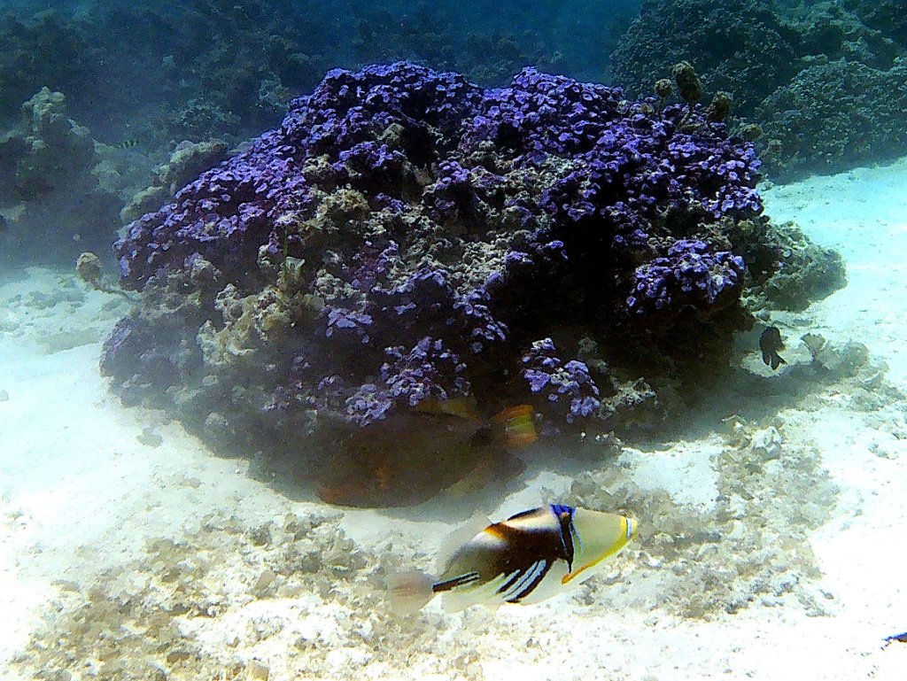 54 - Sous l'eau, avec tuba et masque (1).jpg