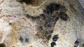 Lascaux (19)