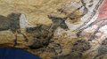 Lascaux (24)