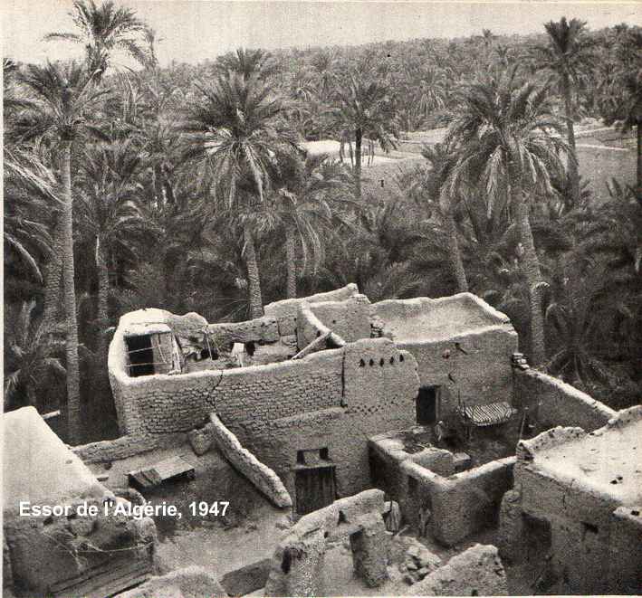 Biskra, une palmeraie