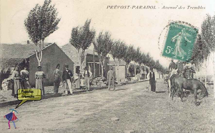 Avenue des trembles