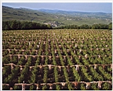 En Bourgogne