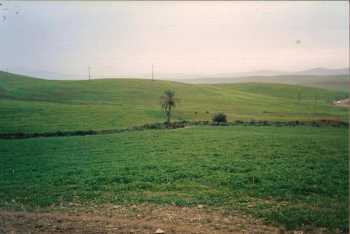 Le Palmier de Cavaignac