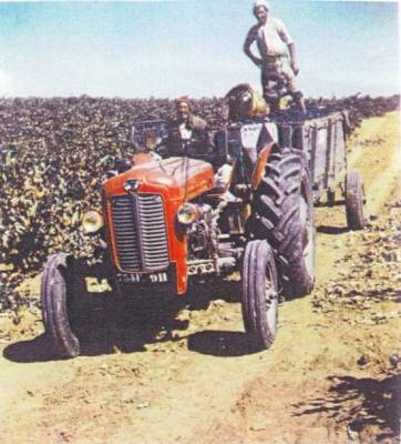 Highlight for Album: Les VENDANGES