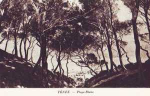 TENES - La Campagne BLANC
