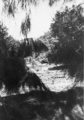 Oued-Fodda en 1954 
l'orangeraie