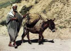 Fellah et son bourricot