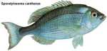 DORADE
