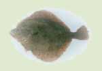 PLIE ou CARRELET ou TURBOT