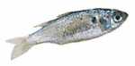SARDINE