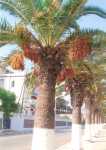 la promenade des Anglais
les palmiers