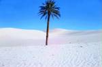 Highlight for Album: OUARGLA