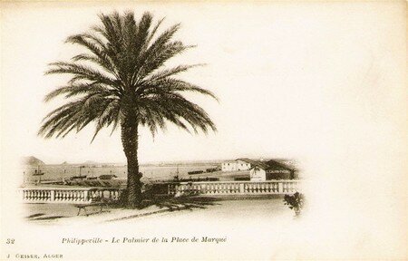 Philippeville_palmier
