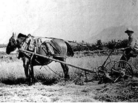 Ils-sont-fous-ces-pieds-noirs