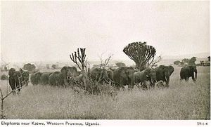 Ouganda éléphants
