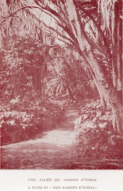 Une all�e du Jardin d'Essai.