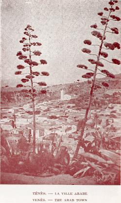 T�n�s. - La ville arabe.