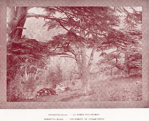 TENIET-EL-HAAD. -- La for�t des c�dres.