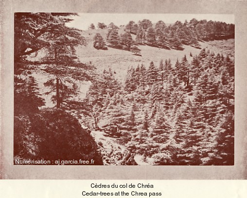 C�dres du col de Chr�a.