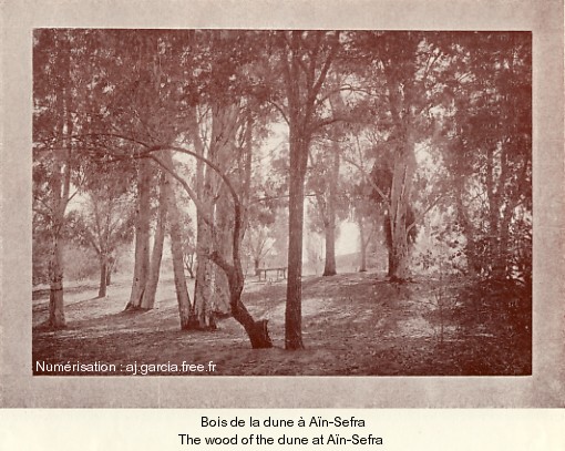 Bois de la dune � A�n-Sefra.