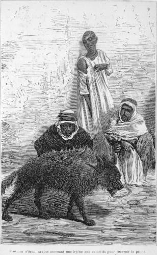 Province d'Oran. Arabes amenant une hy�ne aux autorit�s pour recevoir la prime.