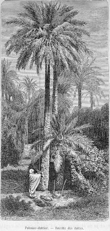 Palmiers-dattier. - R�colte des dattes.