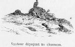 Vautour d�pe�ant un chameau.