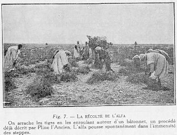 Fig. 7. - LA R�COLTE DE L'ALFA On arrache les tiges en les enroulant autour d'un b�tonnet, un proc�d� d�j� d�crit par Pline l'Ancien. L'alfa pousse spontan�ment dans l'immensit� des steppes.