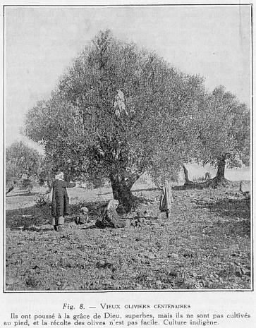 Fig. 5. - VIEUX OLIVIERS CENTENAIRES ls ont pouss� � la gr�ce de Dieu, superbes, mais ils ne sont pas cultiv�s au pied, et la r�colte des olives n'est pas acile. Culture indig�ne.