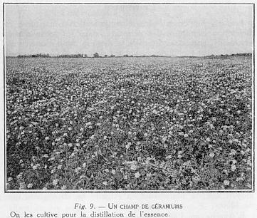 Fig. 9 - UN CHAMP DE G�RANIUMS On les cultive pour la distillation de l'essence.