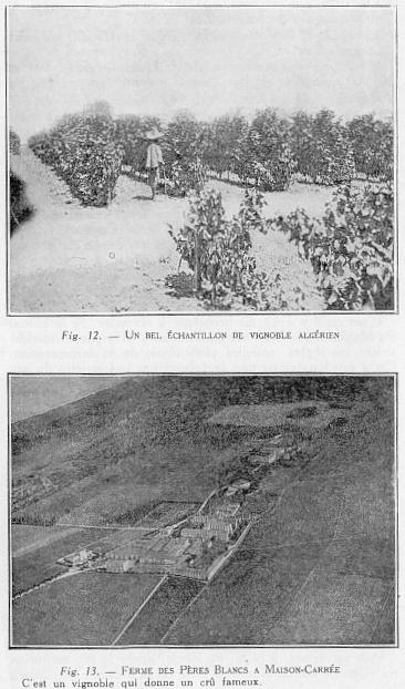 Fig. 12 - UN BEL �CHANTILLON DE VIGNOBLE ALG�RIEN - Fig. 13 - FERME DES P�RES BLANCS � MAISON-CARR�E