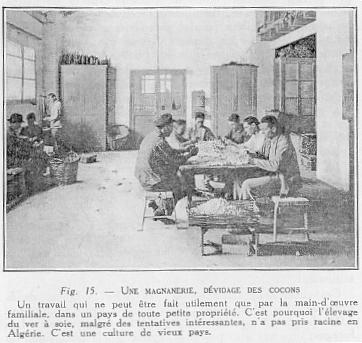 Fig. 15. - UNE MAGNANERIE, D�VIDAGE DES COCONS n travail qui ne peut �tre fait utilement que par la main-d'oeuvre familiale, dans un pays de toute petite propri�t�. C'est pourquoi l'�levage du ver � soie, malgr� des tentatives int�ressantes, n'a pas pris racine en Alg�rie. C'est une culture de vieux pays.