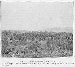 Fig. 8. - UNE OLIVERAIE EN KABYLIE - La Kabylie est la terre d'�lection de l'olivier, qui y couvre de vastes surfaces.