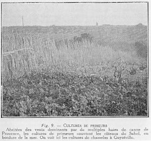 Fig. 9. - CULTURES DE PRIMEURS - Abrit�es des vents dominants par de multiples haies de canne de Provence, les cultures de primeurs couvrent les coteaux du Sahel, en bordure de la mer. On voit ici les cultures de chasselas � Guyotville.