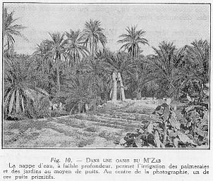 Fig. 10. - DANS UNE OASIS DU M'ZAB - La nappe d'eau, � faible profondeur, permet l'irrigation des palmeraies et des jardins au moyen de puits. Au centre de la photographie, un de ces puits primitifs.