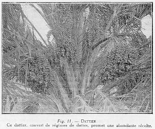 Fig. 11 - DATTIER - Ce dattier, couvert de r�gimes de dattes, promet une abondante r�colte.