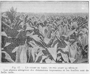 Fig. 12. - UN CHAMP DE TABAC, UN PEU AVANT LA R�COLTE - Les plantes atteignent des dimensions imposantes et les feuilles sont de belle taille.