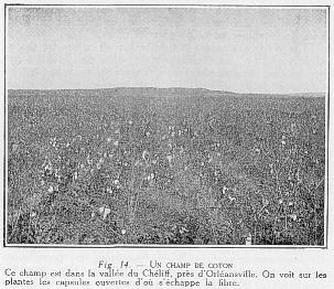 Fig. 14. - UN CHAMP DE COTON - Ce champ est dans la vall�e du Ch�liff, pr�s d'Orl�ansville. On voit sur les plantes les capsules ouvertes d'o� s'�chappe la fibre.