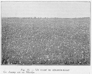 Fig. 15. - UN CHAMP DE G�RANIUM-ROSAT Ce champ est en Mitidja.