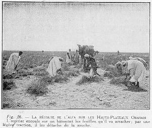 Fig. 16. - LA R�COLTE DE L'ALFA SUR LES HAUTS-PLATEAUX ORANAIS L'ouvrier enroule sur un b�tonnet les feuilles. qu'il va arracher; par une l�g�re traction, il les d�tache de la souche.