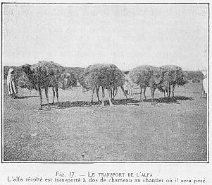 Fig. 17. - LE TRANSPORT DE L'ALFA - L'alfa r�colt� est transport� � dos de chameau au chantier o� il sera pes�.