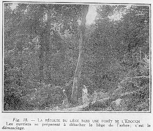 Fig. 18. - LA R�COLTE DU LI�GE DANS UNE FOR�T DE L EDOUGH - Les ouvriers se pr�parent � d�tacher le li�ge de l'arbre; c'est le d�masclage.
