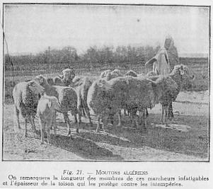 Fig. 21. - MOUTONS ALG�RIENS - On remarquera la longueur des membres de ces marcheurs infatigables et l'�paisseur de la toison qui les prot�ge contre les intemp�ries.