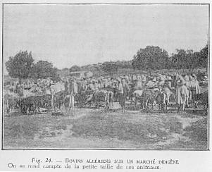 Fig. 24. - BOVINS ALG�RIENS SUR UN MARCH� INDIG�NE On se rend compte de la petite taille de ces animaux.