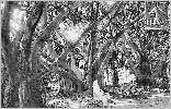 Jardin d'Essai : ficus