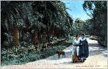 Jardin d'Essai : alle